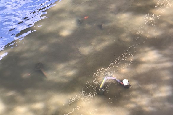 The Riverside Expressway and Goodwill Bridge are hotspots for e-scooter dumpings, with four visible in the sediment in early August. 