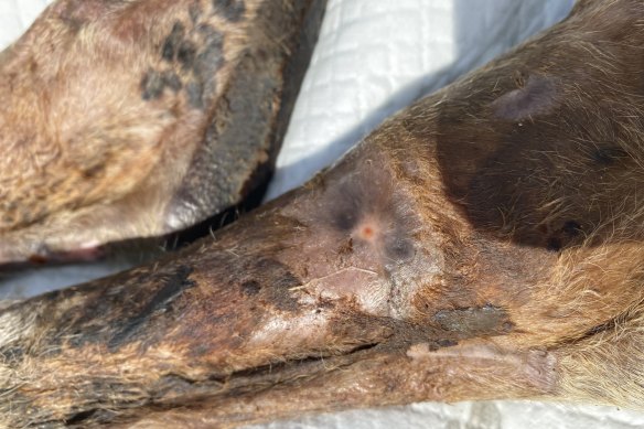 Photos submitted in evidence: The healed wounds on February 25, 2021.