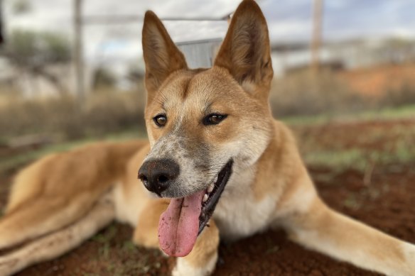 Steven is the more sociable dingo, while Eulalia is shyer. 