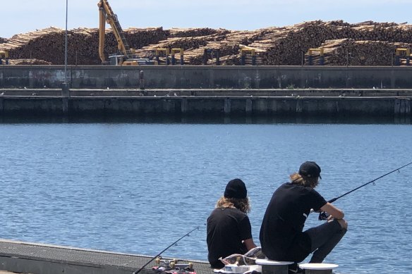 Softwood logs were stockpiled around the port of Portland after China banned timber imports from Australia.