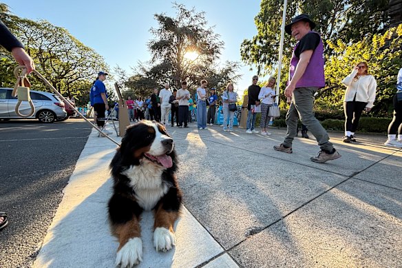 Toby the Burmese mountain dog is the star of the show at pre-polling in Malvern.