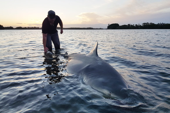 The game fishers 'fighting' bull sharks for sport and science