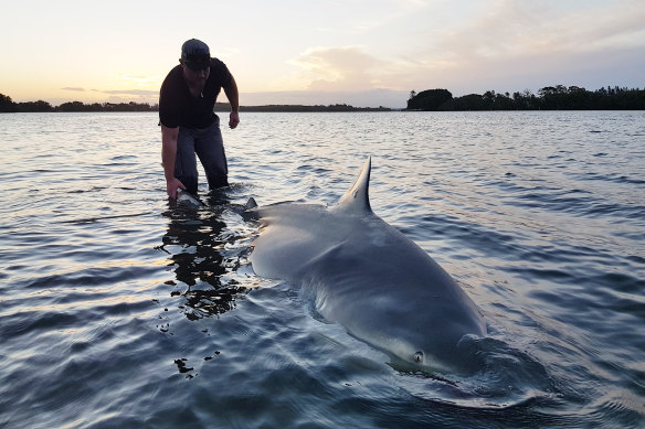 Shark fisherman Adam Maddalena releases a big bullshark caught on a rod and reel. 