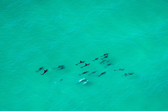 Wajung Jagun (place of dolphins) has around 400 resident dolphins.