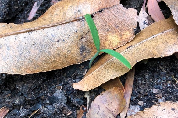 One of the first Wollemi pine seedlings to emerge after the fires. 