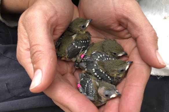 A clutch of pardolote chicks easily fit into human hands. 