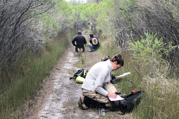 The eastern bristlebird habitat is remote, in Howes Flat at Mallacoota Inlet.