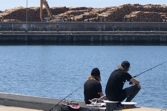 Softwood logs in Portland's harbour.