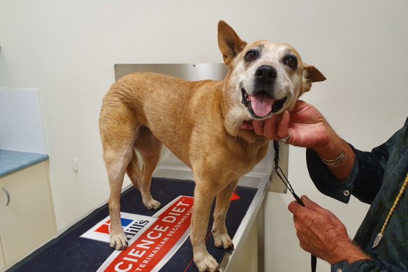 UQ researchers are hoping their immunotherapy trial can help dogs like Skinnie Minnie (pictured)