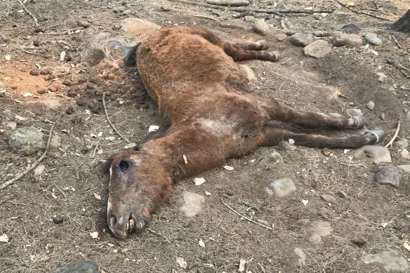 One the dead wild horses found recently by walkers in the Guy Fawkes National Park in northern NSW.