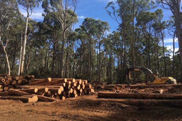 The fires are a fresh blow to the industry, still reeling from the government's decision to ban native logging by 2030. 