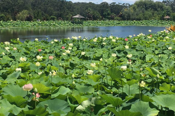 Many varieties of lotus raise their blooms above the waters of Lotus Lake. George Cochrane harvests up to 3000 green seed pods and 1500 flower buds a week for the flower trade.