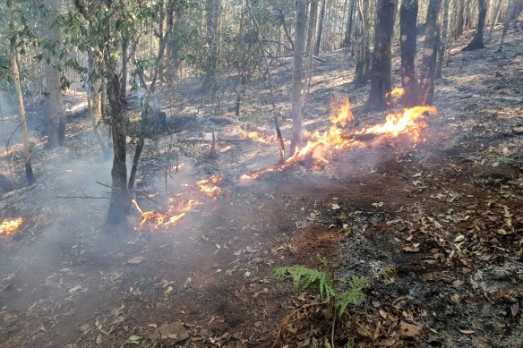 Bushfires in Gondwanan rainforests of northern NSW have placed many threatened species at risk, ecologists say.