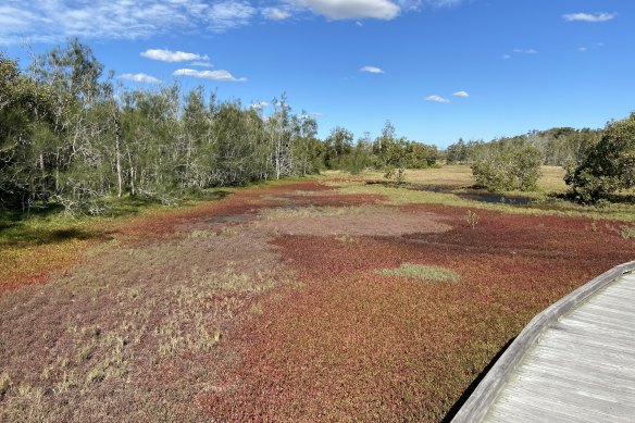 Rare wetlands at the Boondall Wetlands Environment Centre where the Labor opposition says opening hours are being restricted because of budget cuts.