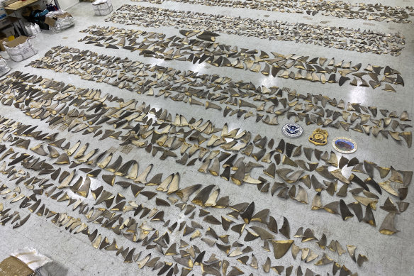 In January US authorities confiscated a shipment of shark fins worth up to $1 million at the Port of Miami.