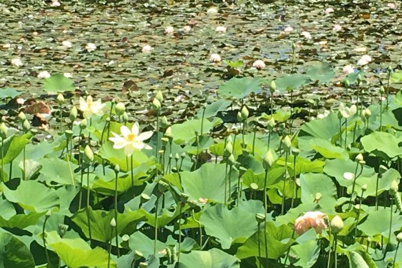 More than 70 varieties of water lily and a range of lotuses populate the garden's biggest lake.