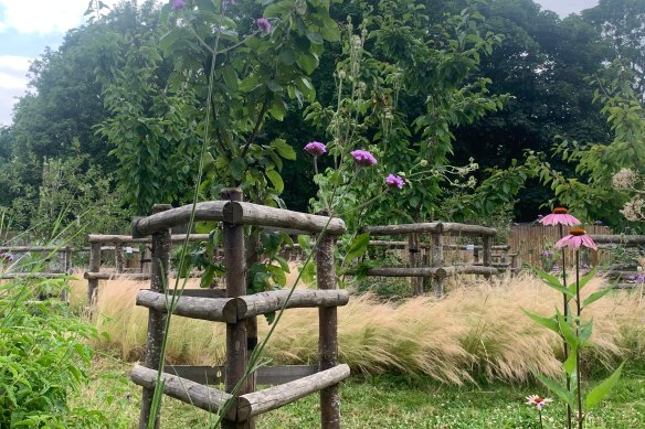 Verbena bonariensis and Echinacea purpurea grow among fruit trees and grasses in Brixton Orchard.