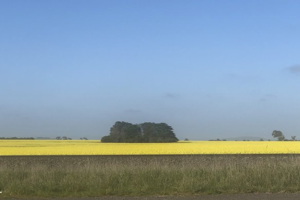 Canola in a field in western Victoria this week.