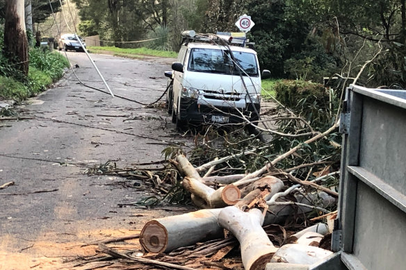 Power wires and tree down in Kaola Street, Belgrave.