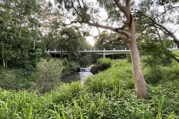 Norman Creek at Arnwood Place in Annerley is one of three sites the Greens want to investigate for outdoor swimming. 
