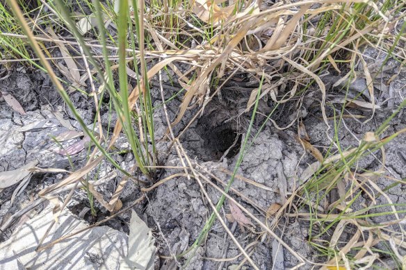 A swamp yabby hole.