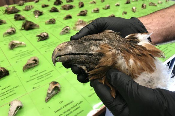 A man was charged and found guilty last year after poisoning wedge-tailed eagles in East Gippsland. 