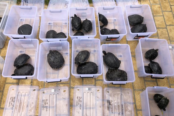 Some of the 90 red-eared slider turtles seized in a raid on a property in Sydney’s south west last year. 