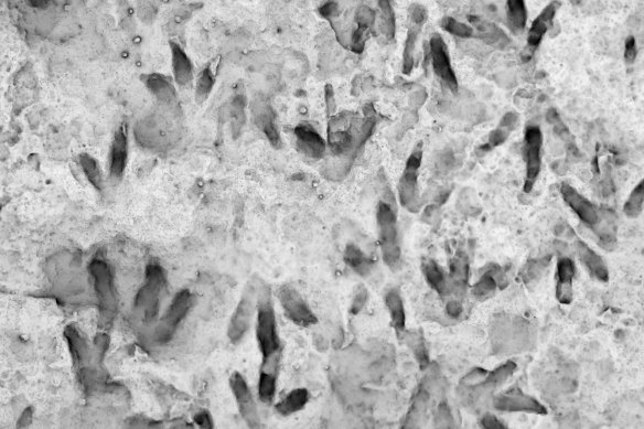 The footprints were likely made by the dinosaurs passing over a patch of wet, white clay.