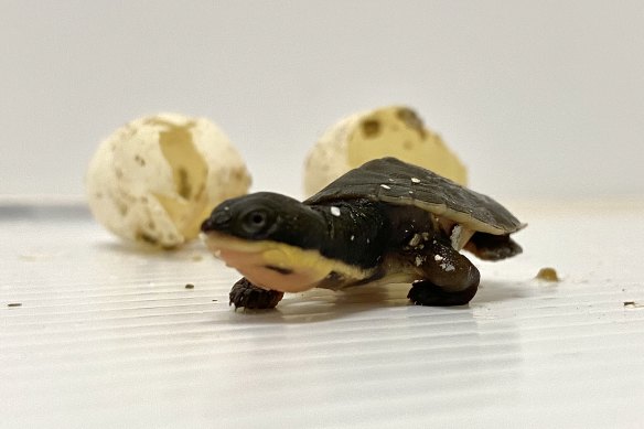 One of the newly-hatched Manning River turtles.