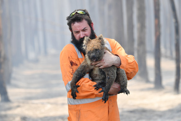 Adelaide wildlife rescuer Simon Adamczyk with a koala near Cape Borda, on Kangaroo Island, on Tuesday. 