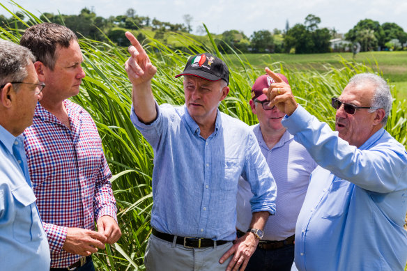 Labor leader Anthony Albanese visiting a cane farm in Mackay.