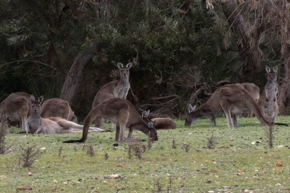 A trial will be undertaken to translocate a few kangaroos in the City of Canning to private properties.
