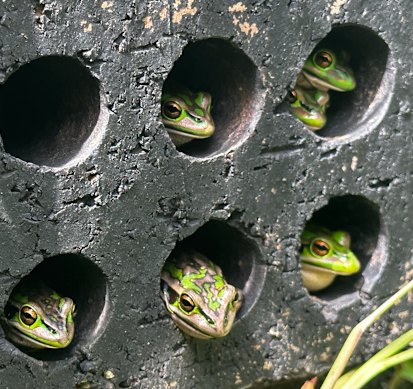 Frog saunas not only keep frogs warm, but could also help these vulnerable species beat the deadly chytrid fungus.