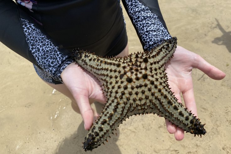 Tropical starfish found 600km from home in climate change warning