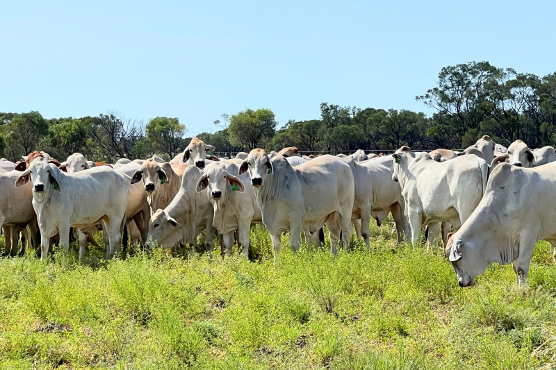 Elrose cattle station near Cloncurry, in north-west Queensland. has changed hands only once in more than 100 years.