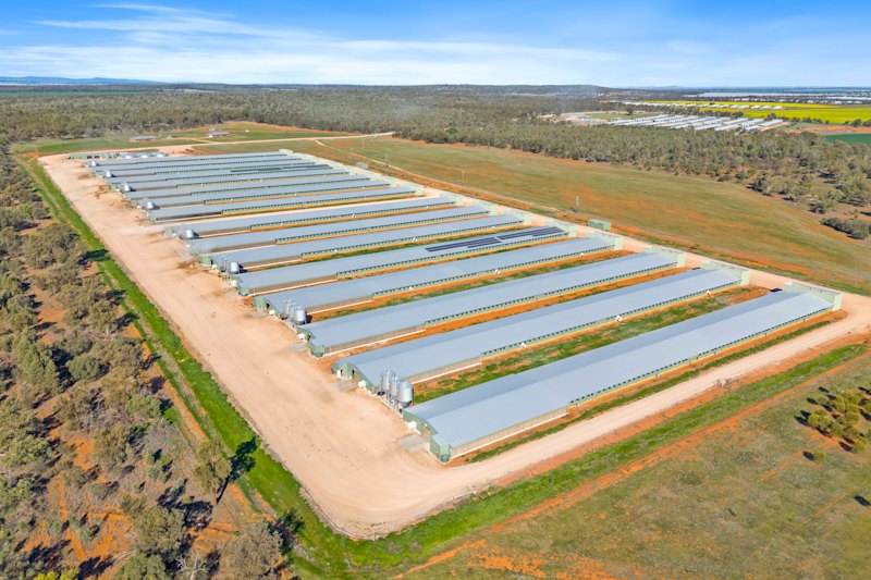 One of the VOAG chicken farms in the NSW Riverina.