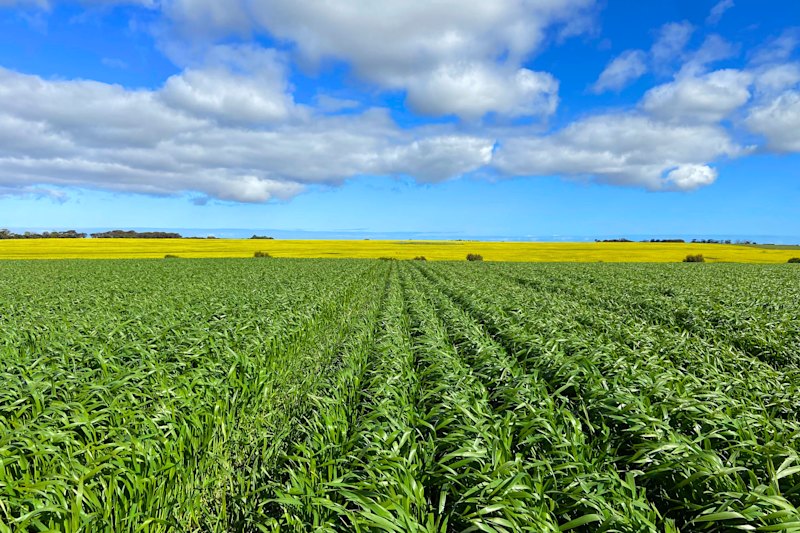 The Oaks has been shifting toward more cropping.