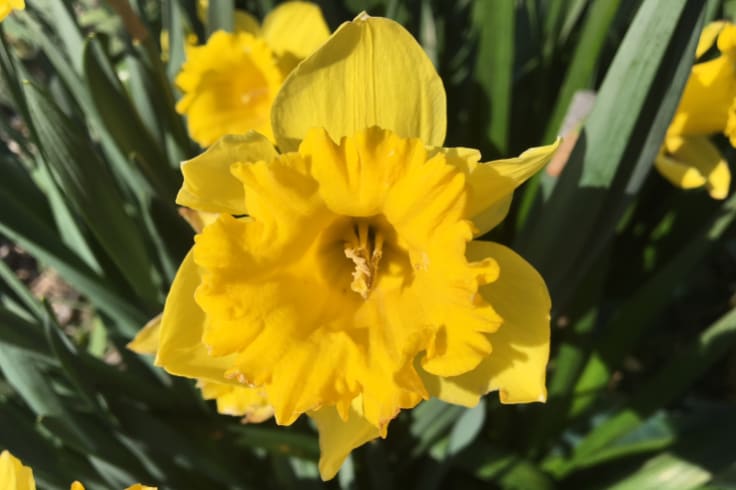 Aunty June's presence lives on in the flowers she grew.