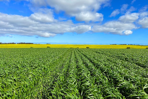 WA rural property: West Australian cropping and sheep farm The Oaks up ...