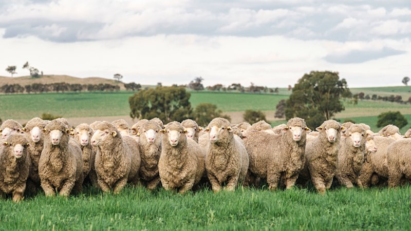 Murdoch puts $20m prized sheep station on the market