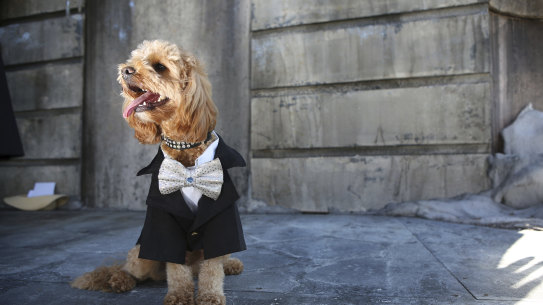 Oscar the Cavoodle pictured in 2018 on the set of Opera Australia’s La Boheme.