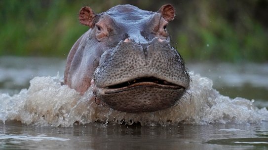 Hippo