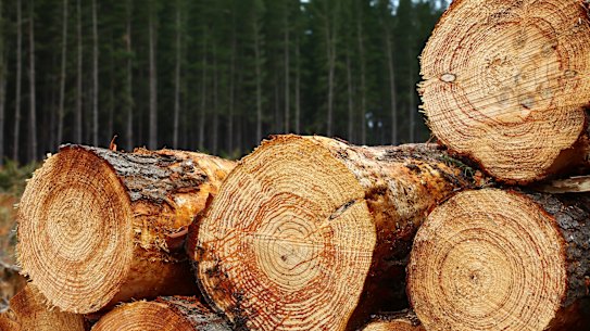 Timber prices have soared globally in recent months.