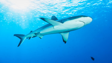 Sharks