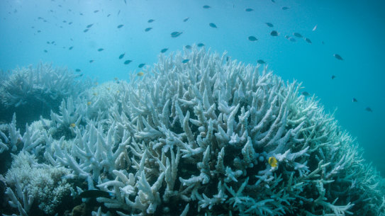 Reports are emerging of widespread coral bleaching on the Great Barrier Reef. 