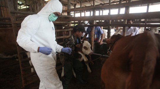 A health worker vaccinates livestock to help prevent the spread of foot and mouth disease at Tanah Datar in the Indonesian province of West Sumatra.