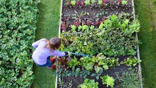 We can replant the planet.