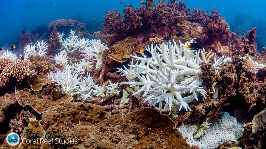 Reef under stress: coral bleaching at Magnetic Island March 2020, part of the third mass bleaching event in the past five years.