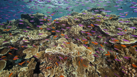 UNESCO will send a mission to inspect the Great Barrier Reef later this month. 