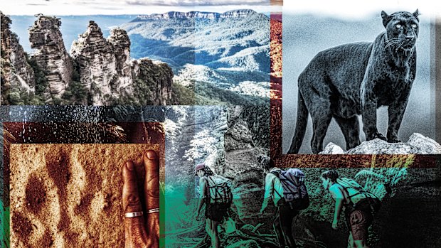 A group of explorers has dedicated the last four years to trying to find the elusive Blue Mountains Panther. Photo shows a file photo of a panther.